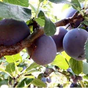 Sadnice šljiva - Nada