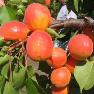 Sadnica kajsije- Novosadska 4 ( NS4)