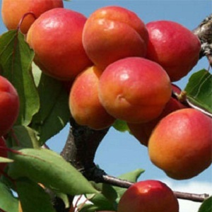 Sadnice kajsija-Novosadska 6 (NS6)