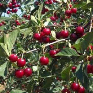 Sadnice višanja - Oblačinska