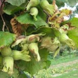 Sadnice lešnika - Istarski okrugli