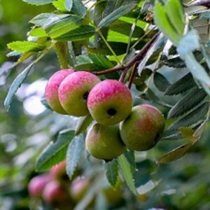 Sadnice krušaka - Oskoruša