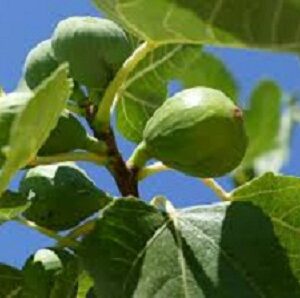 Sadnice smokve - Petrovača