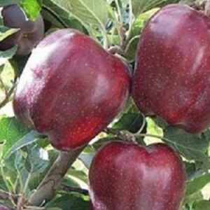 Sadnice jabuka - Red čif
