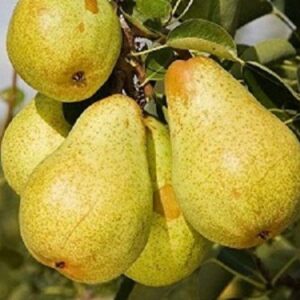 Sadnice krušaka - Viljamovka