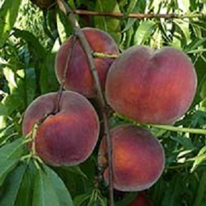 Sadnica breskva - Royalgem