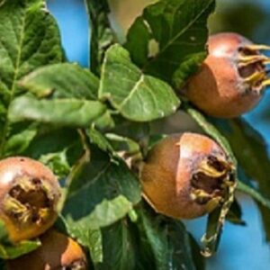 Sadnice mušmula - Royal