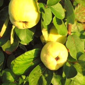 Sadnice dunja- Hemus