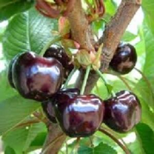 Sadnice višanja - Španska