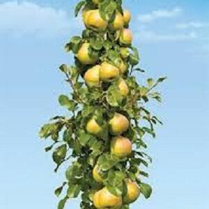 Stubaste sadnice - Stubaste sadnice kruške