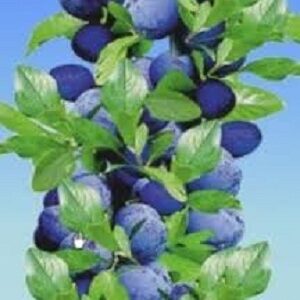 Stubaste sadnice - Stubaste sadnice šljive