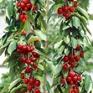 Stubaste sadnice - Stubaste sadnice trešnje