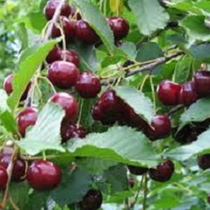 Sadnice višanja- Šumadinka