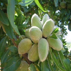 Sadnice badema - Texas