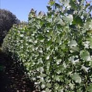 Sadnice kanadske topole