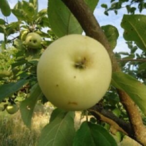 Sadnice jabuka -Petrovača