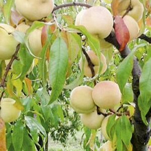 Sadnice breskva - Vinogradarska breskva