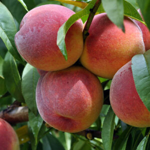 Sadnice breskva – Redheven