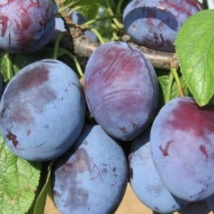 Sadnice šljiva – Čačanska lepotica