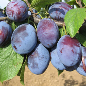 Sadnice šljiva – Čačanska rodna