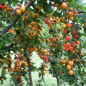 Sadnica šljiva - Ruska dzenerika