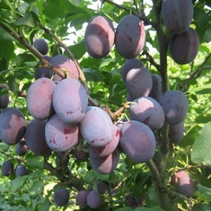 Sadnice šljiva -Timočanka